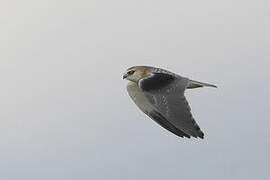 Black-winged Kite