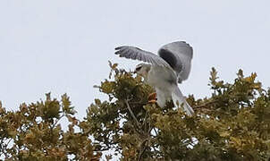 Black-winged Kite