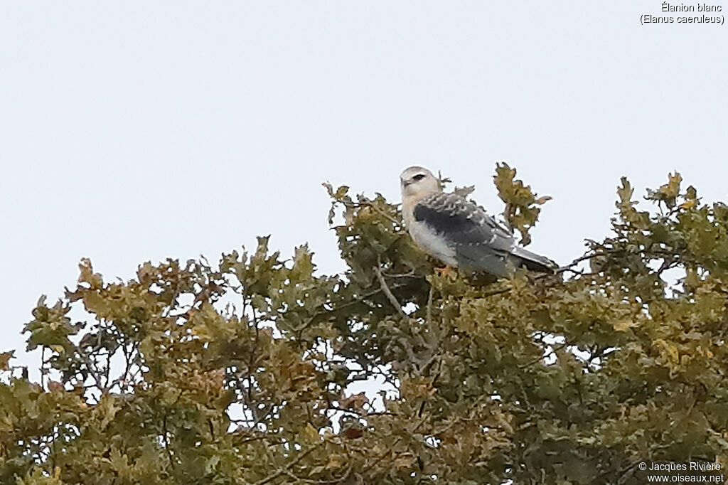 Élanion blancimmature, identification