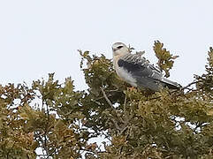 Black-winged Kite