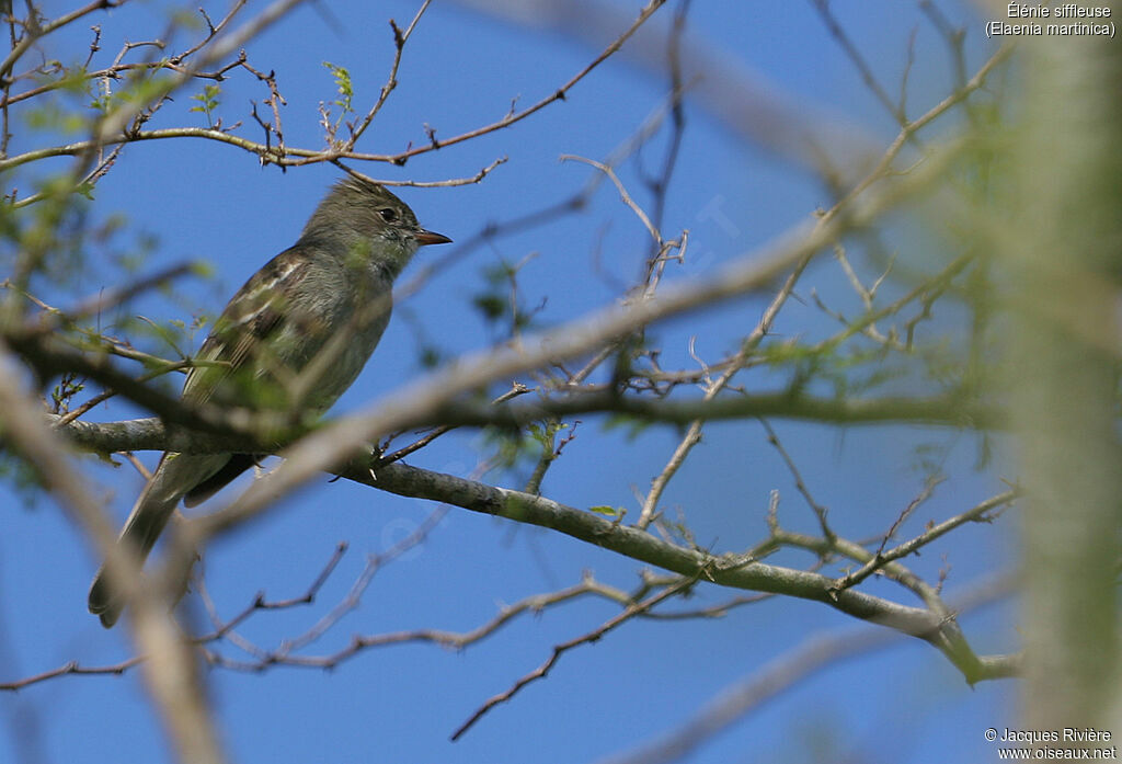 Élénie siffleuseadulte, identification