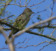 Caribbean Elaenia