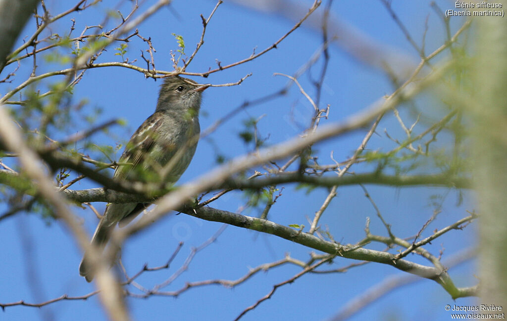 Élénie siffleuseadulte, identification