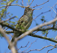 Caribbean Elaenia