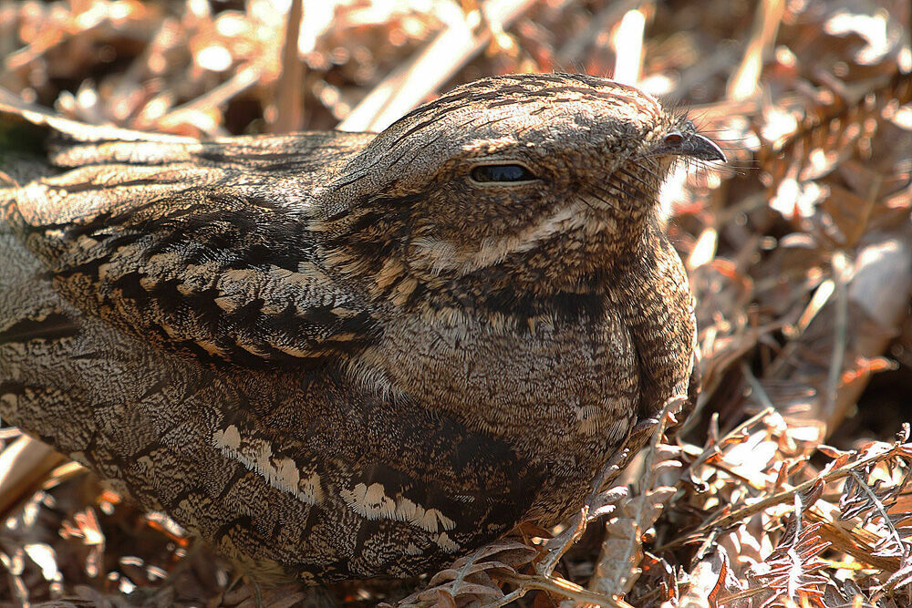 European Nightjar female adult