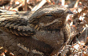 European Nightjar