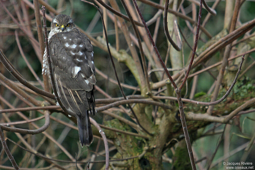 Eurasian Sparrowhawkimmature