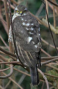 Eurasian Sparrowhawk