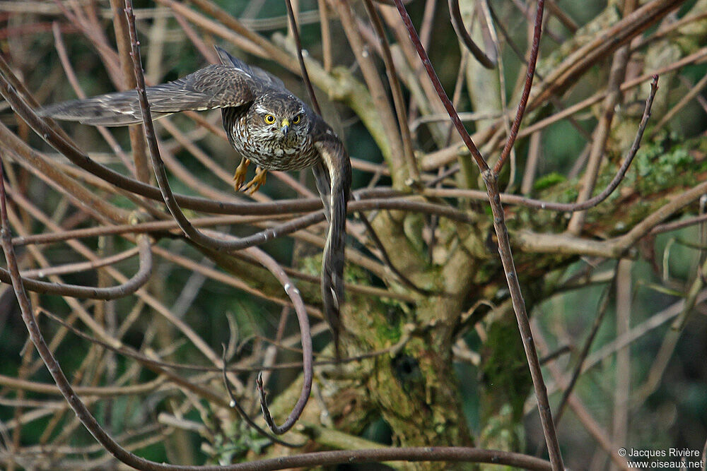 Eurasian Sparrowhawkimmature