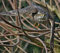 Eurasian Sparrowhawk