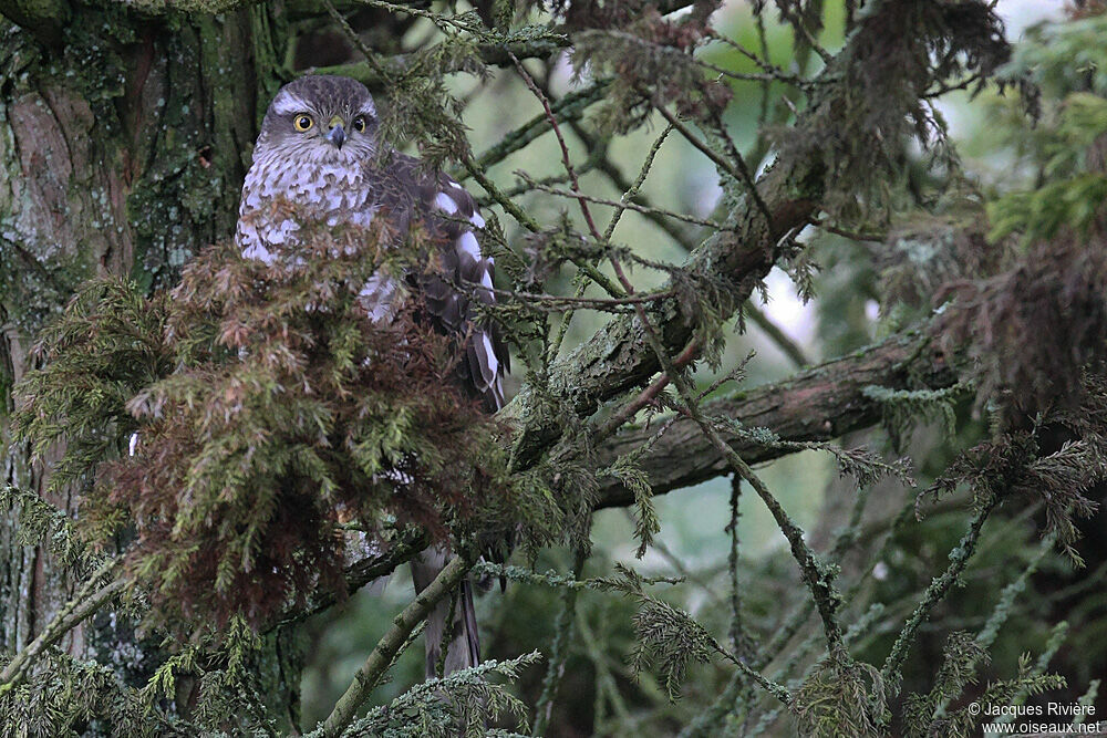 Eurasian Sparrowhawk