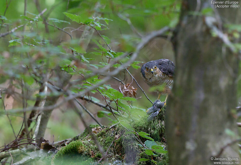 Eurasian Sparrowhawk male adult, identification, eats