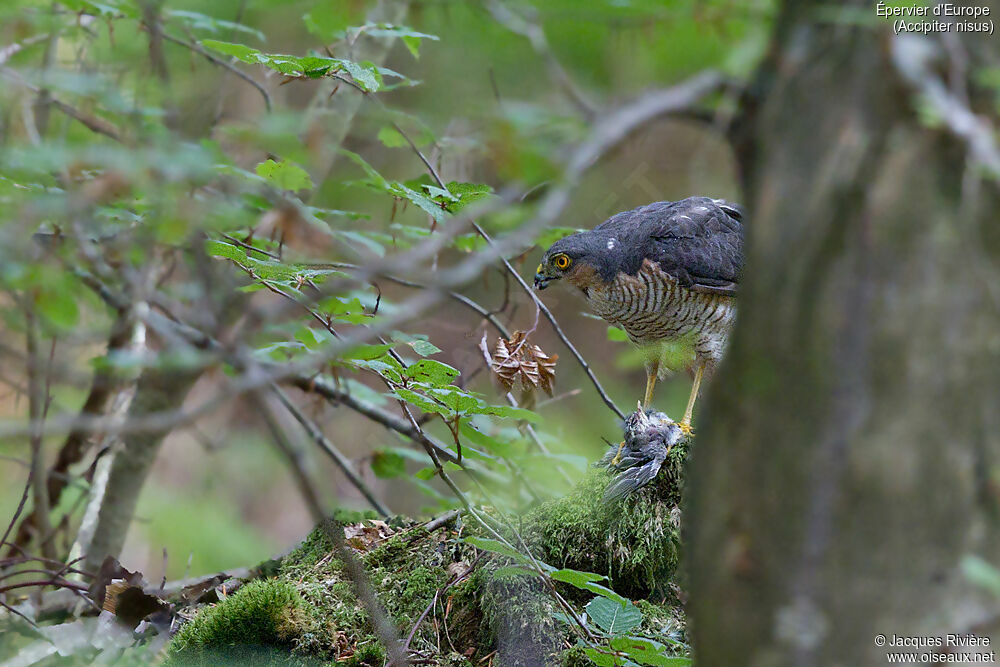 Épervier d'Europe mâle adulte nuptial, identification, mange