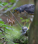 Eurasian Sparrowhawk