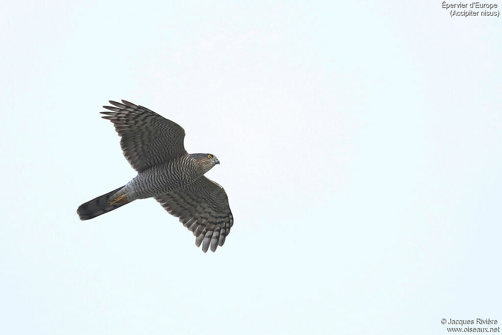 Eurasian Sparrowhawksubadult post breeding, Flight