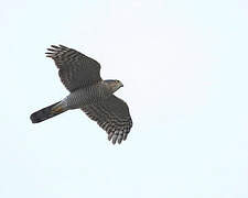 Eurasian Sparrowhawk