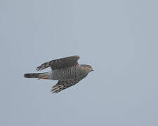 Eurasian Sparrowhawk