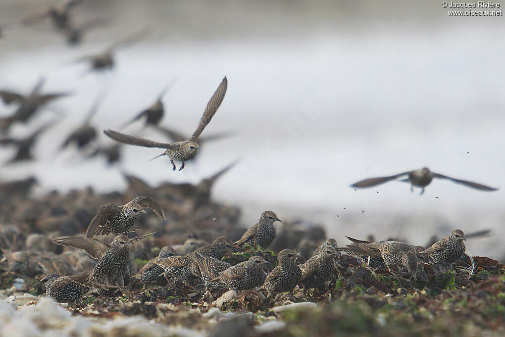 Common Starlingadult post breeding