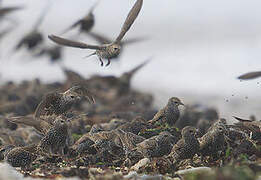 Common Starling