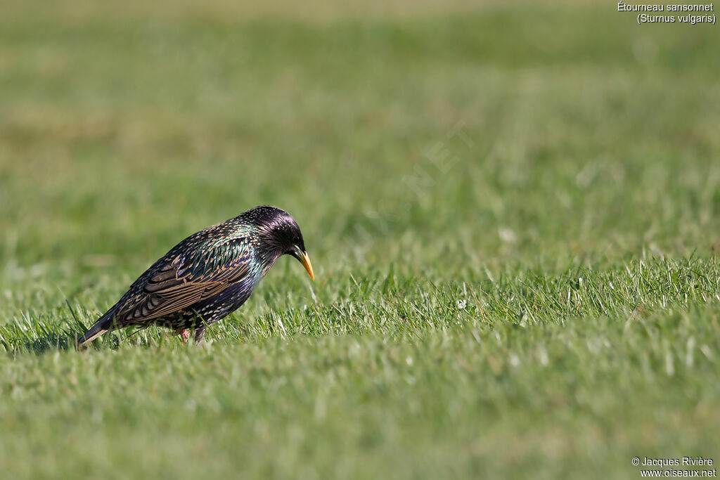 Étourneau sansonnet, identification, marche, mange