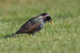 Common Starling