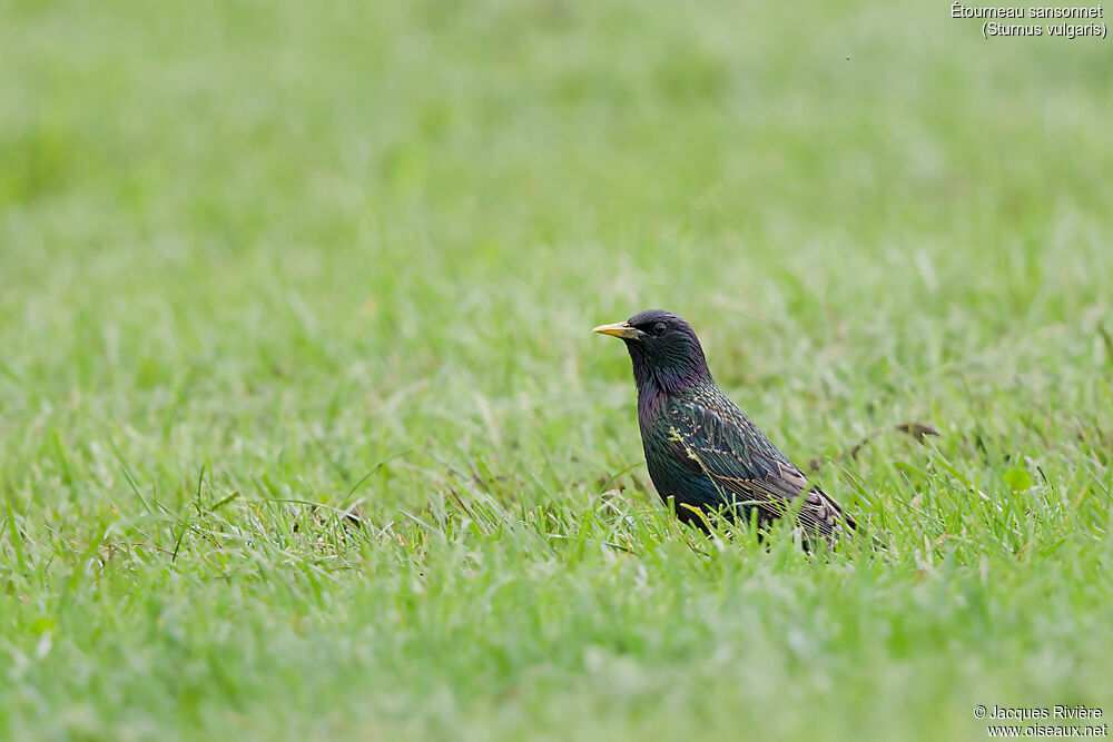 Common Starlingadult breeding, identification