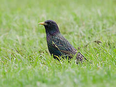 Common Starling