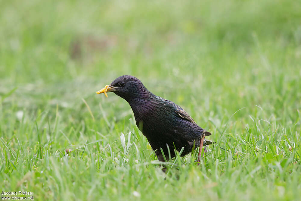 Étourneau sansonnetadulte nuptial, pêche/chasse