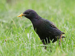 Common Starling