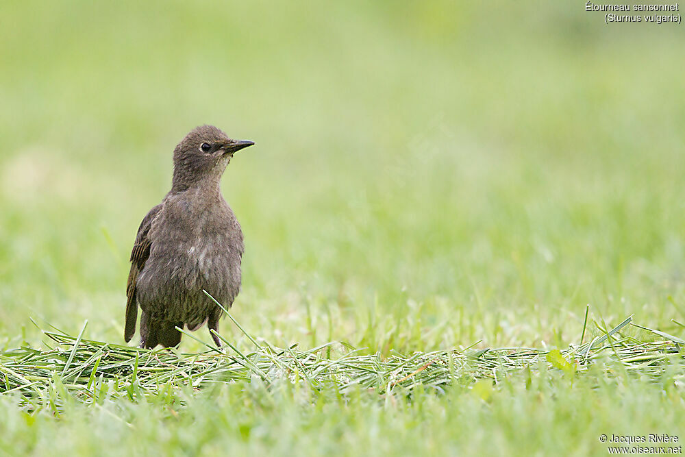 Common Starlingimmature, identification