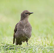 Common Starling