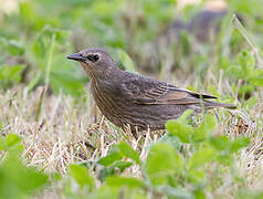 Common Starling