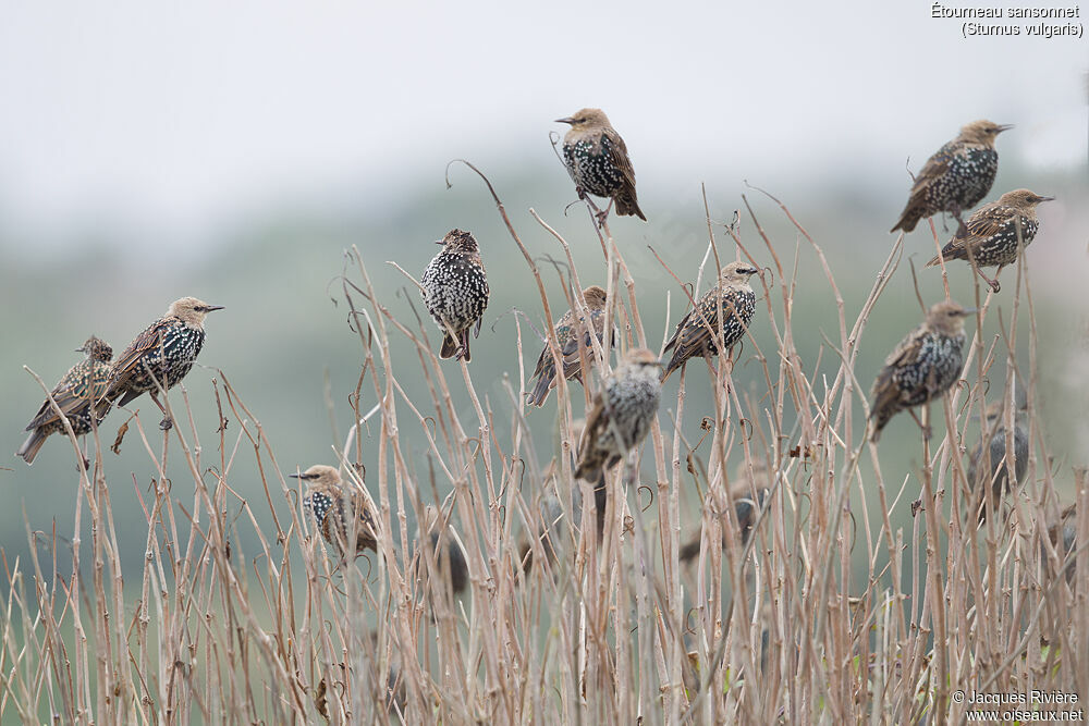 Common Starling