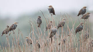 Common Starling