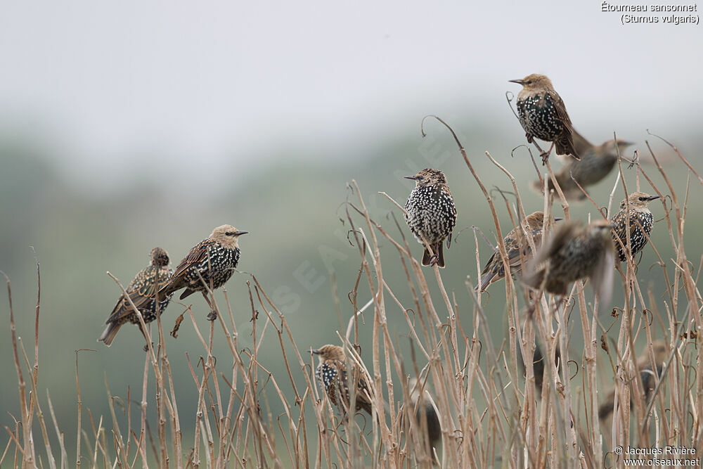 Common Starling