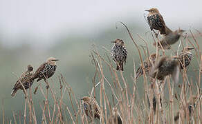 Common Starling