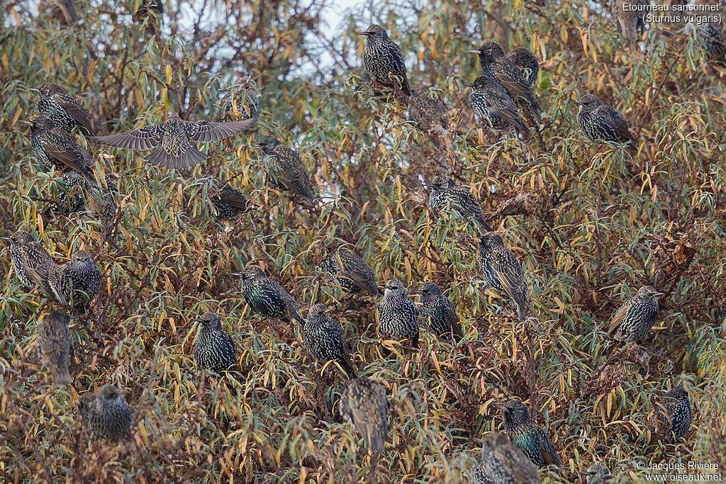 Common Starling