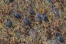 Common Starling