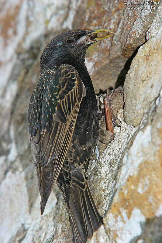 Common Starlingadult breeding, Reproduction-nesting