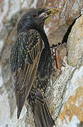 Common Starling