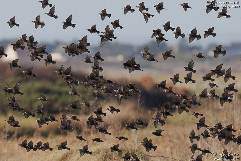 Common Starlingadult post breeding, Flight