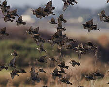 Common Starling