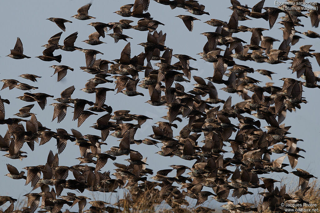 Common Starlingadult post breeding, Flight