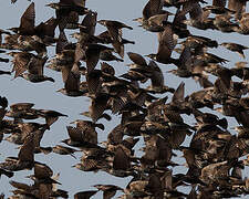 Common Starling