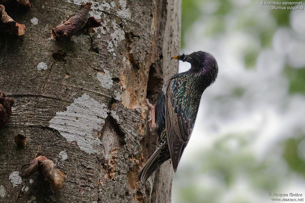 Common Starlingadult breeding, identification, Reproduction-nesting