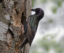 Common Starling