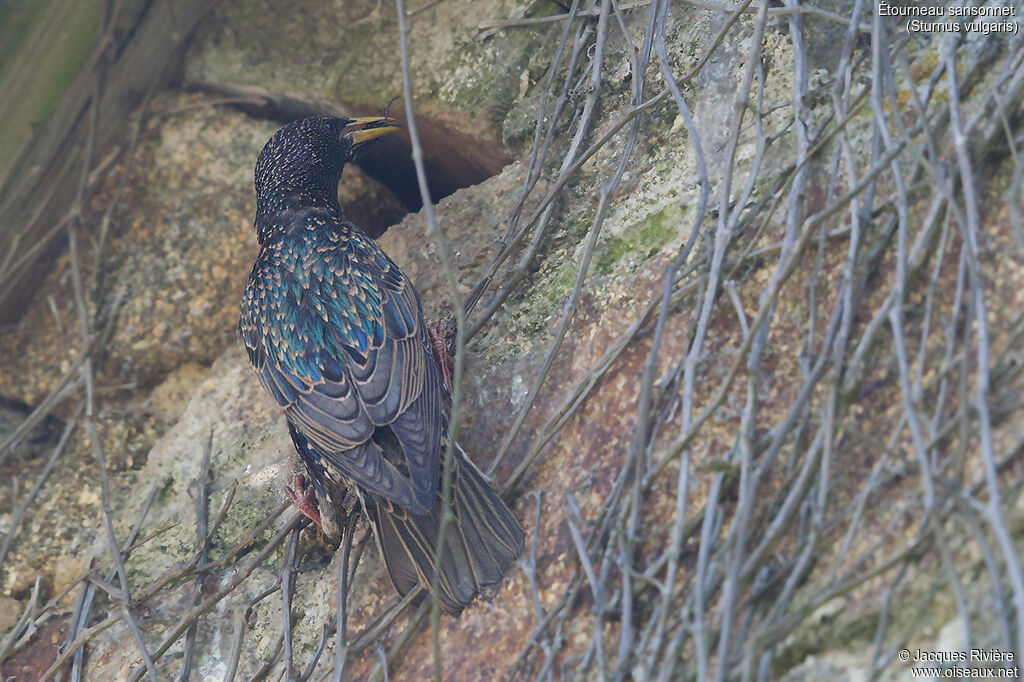 Étourneau sansonnetadulte nuptial, identification, Nidification