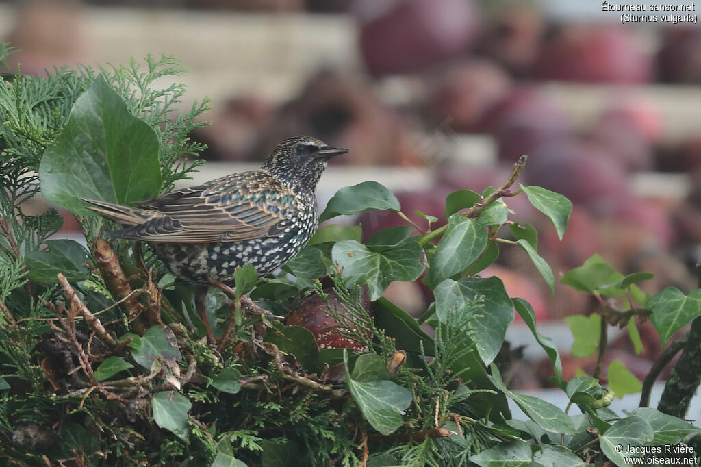 Common Starlingadult post breeding, identification