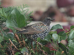 Common Starling