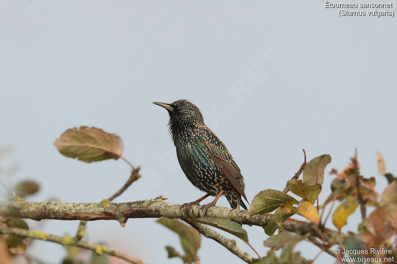Common Starling male adult post breeding, identification, song